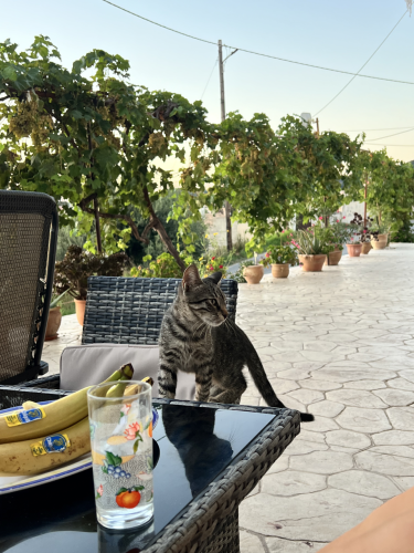 arillas_beach_golden_view_apartments_arillas_corfu_3